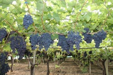 Piata veľkonočná nedeľa (B)