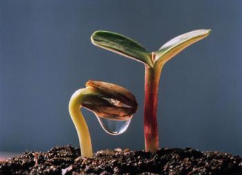 11. týždeň cez rok (B)